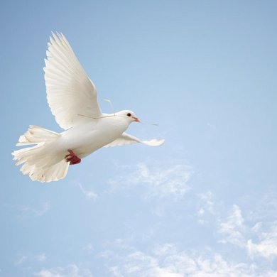 Fliegende weiße Taube. Foto: Sue McDonald – stock.adobe.com